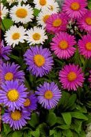 Астра Альпийская Смесь окрасок Астра Альпийская Смесь окрасок