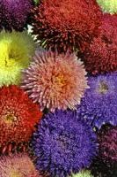 Астра Харлекин Микс Астра Харлекин Микс