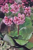 Бадан Лилово-розовый Бадан Лилово-розовый