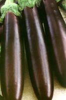 Баклажан Арап, семечки овощей Баклажан Арап, семечки овощей