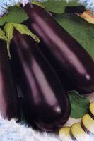 Баклажан Индус, Гавриш Баклажан Индус, Гавриш