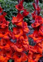 Шпажник Браун Шуга Шпажник Браун Шуга