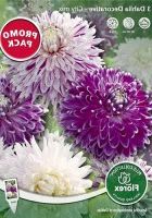 Георгин декоративный Сити смесь Георгин декоративный Сити смесь