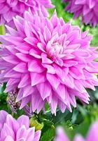 Георгин Фернклиф Инспирейц Георгин Фернклиф Инспирейц