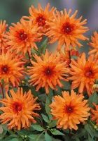 Георгин Оранж Пигми