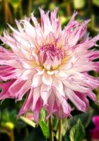 Георгин Снохо Дайана Георгин Снохо Дайана