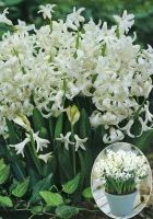 Гиацинт многоцветковый Фестивал Вайт (Festival White)