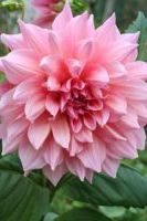 Георгин Отто Фрилл Георгин Отто Фрилл