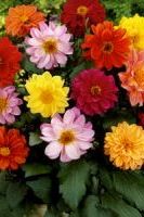 Георгина Мефистофель Георгина Мефистофель