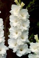 Шпажник Бангладеш Шпажник Бангладеш