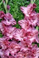 Шпажник Шоколадница Шпажник Шоколадница