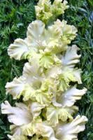 Шпажник Травушка муравушка Шпажник Травушка муравушка