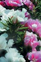 Годеция крупноцветковая Медовая луна Годеция крупноцветковая Медовая луна