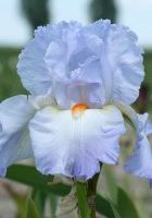 Ирис бородатый Гришиан Скай Ирис бородатый Гришиан Скай