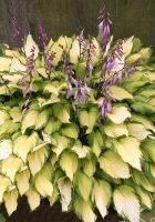 Хоста Леди Гиневера Хоста Леди Гиневера