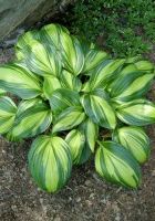 Хоста Рейнбоуз Энд Хоста Рейнбоуз Энд