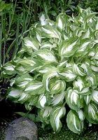 Хоста волнистая Медиовариегата (Mediovariegata)