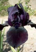 Ирис бородатый Бифо зе Сторм