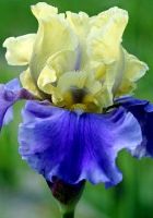 Ирис бородатый Эдит Уолфорд Ирис бородатый Эдит Уолфорд