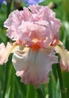 Ирис бородатый Май Валентайн Ирис бородатый Май Валентайн