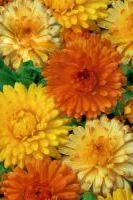 Календула низкая Пигми смесь Календула низкая Пигми смесь