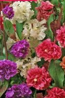 Кларкия роскошная Смесь окрасок Кларкия роскошная Смесь окрасок