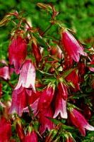 Колокольчик точечный Пинк-ред Колокольчик точечный Пинк ред