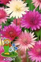 Ксерантемум. Смесь окрасок Ксерантемум. Смесь окрасок