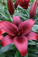 Лилия азиатская Блэк Джек Лилия азиатская Блэк Джек