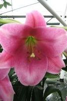 Лилия лонгифлорум Пинк Хевен