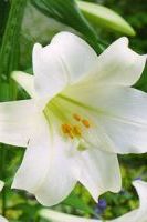 Лилии лонгифлорум Сноу Квин Лилии лонгифлорум Сноу Квин