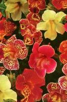 Мимулюс Лутеус Тигринус микс