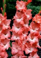 Шпажник Моника