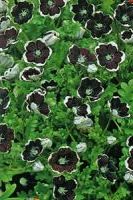 Немофила Пастушка Немофила Пастушка