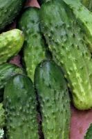 огурец Светлячок семечки овощей огурец Светлячок семечки овощей