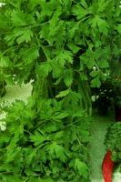 Петрушка Итальянский гигиант, семечки Петрушка Итальянский гигиант, семечки