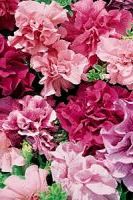 Петуния махровая Артист Петуния махровая Артист