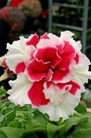 Петуния махровая Пируэтт Ред Петуния махровая Пируэтт Ред