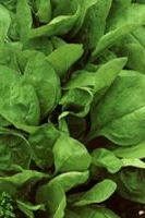 Шпинат Тореадор, семечки Шпинат Тореадор, семечки