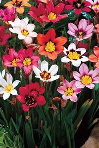 спараксис Спараксис