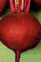 Свекла столовая. Болтарди, семечки овощей Свекла столовая. Болтарди, семечки овощей