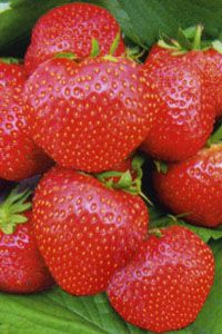 Земляника поздняя Вима Тарда Земляника поздняя Вима Тарда