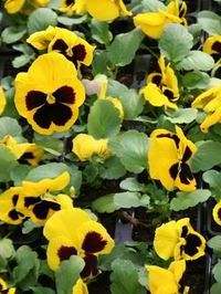 Анютины глазки Виола (желто-фиолетовые) Анютины глазки Виола (желто-фиолетовые)