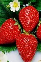 Земляника ремонтантная. Ренессанс, семечки Земляника ремонтантная. Ренессанс, семечки