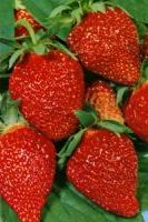 Земляника ремонтантная Руяна, семечки Земляника ремонтантная Руяна, семечки