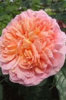 Роза британская Абрахам Дерби, Abraham Darby