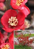 Айва прекрасная Николайн