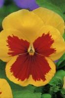 Анютины глазки Поцелуй мулатки Анютины глазки Поцелуй мулатки