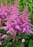 Астильба Арендса Аметист (Astilbe arendsii Amethyst)