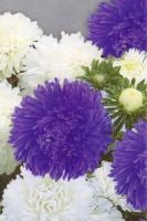 Астра Аполлония Небо и земля, однолетники, приобрести семечки цветов Астра Аполлония Небо и земля, однолетники, приобрести семечки цветов